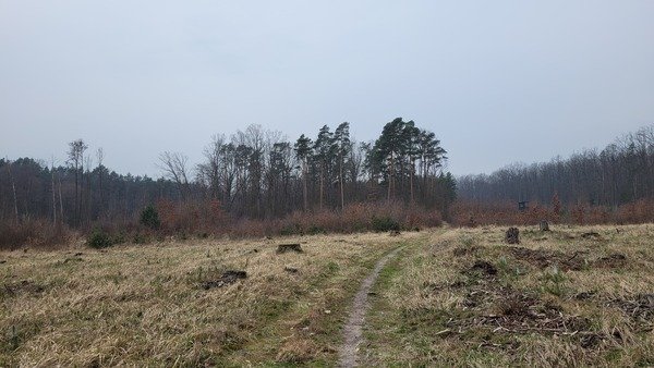 obszar leśny w Polsce