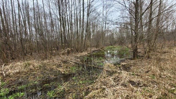 przejscie przez rozlewisko po kłodzie