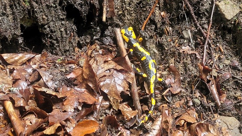 salamandra plamista